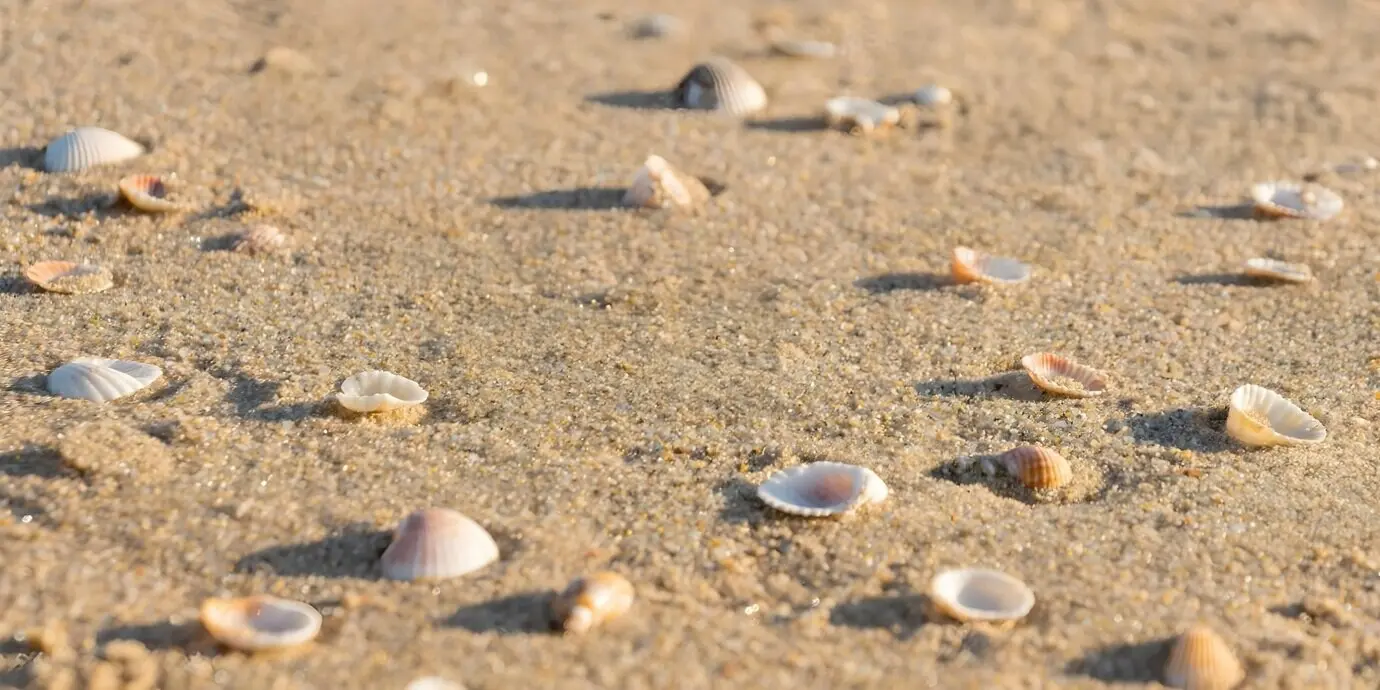 Морские раковины на песчаном пляже